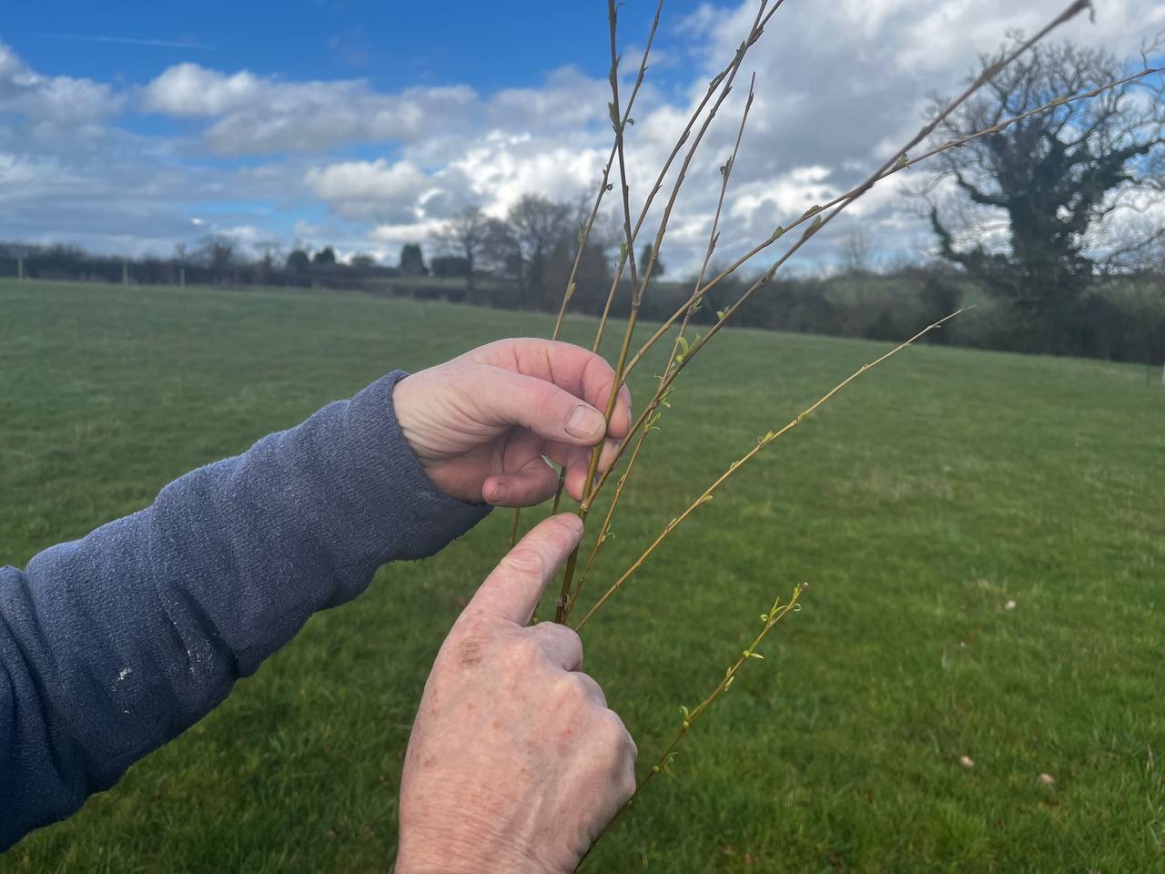 Runfibre Supports Agroforestry Project near Inglestone Common Led by Local Resident